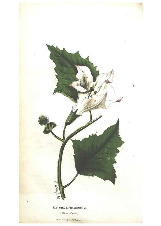 Reproducción/Reproduction 7166325337: The illustrated botany :. New York :J.K. Wellman,1846-1847.