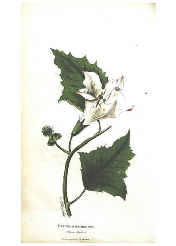 Reproducción/Reproduction 7166325337: The illustrated botany :. New York :J.K. Wellman,1846-1847.