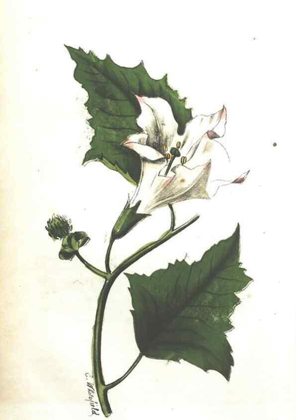 Reproducción/Reproduction 7166325337: The illustrated botany :. New York :J.K. Wellman,1846-1847.