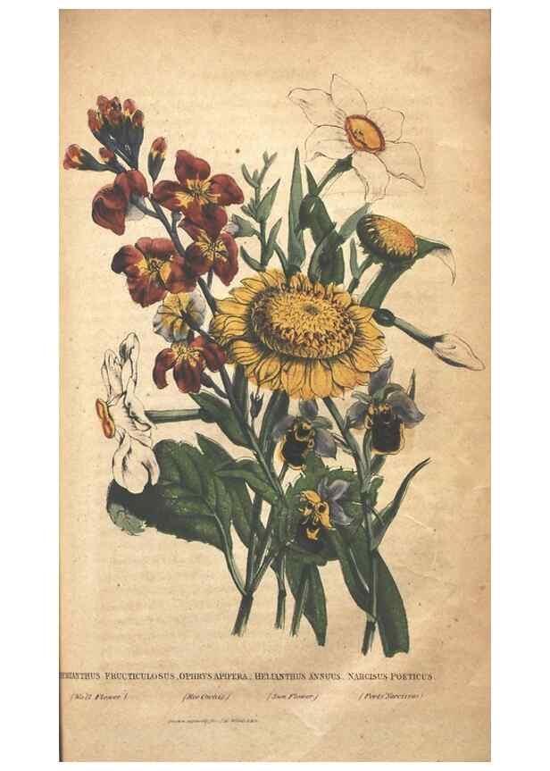 Reproducción/Reproduction 7166326407: The illustrated botany :. New York :J.K. Wellman,1846-1847.