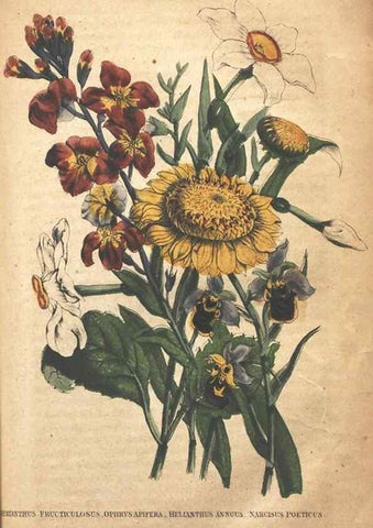 Reproducción/Reproduction 7166326407: The illustrated botany :. New York :J.K. Wellman,1846-1847.