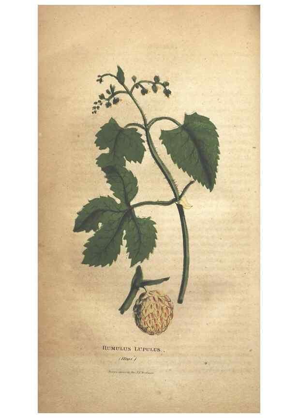 Reproducción/Reproduction 7351537504: The illustrated botany :. New York :J.K. Wellman,1846-1847.