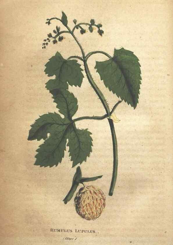 Reproducción/Reproduction 7351537504: The illustrated botany :. New York :J.K. Wellman,1846-1847.