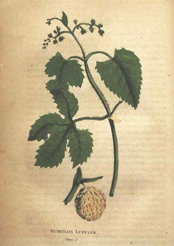 Reproducción/Reproduction 7351537504: The illustrated botany :. New York :J.K. Wellman,1846-1847.