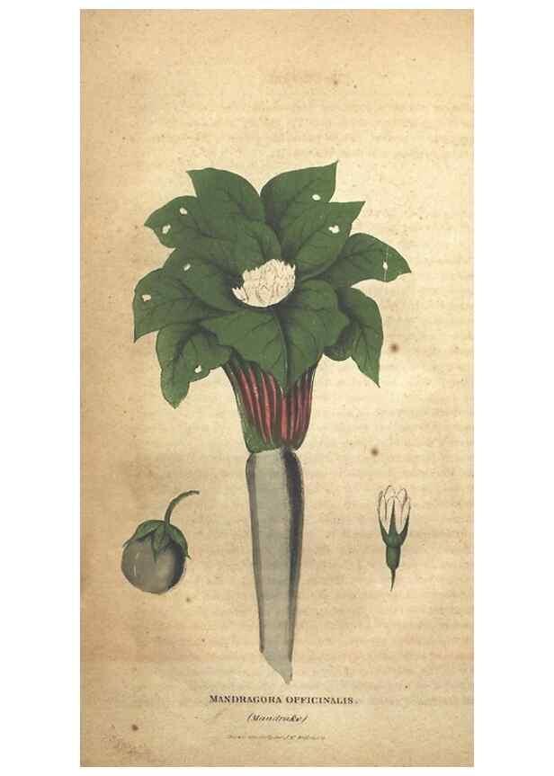 Reproducción/Reproduction 7166328181: The illustrated botany :. New York :J.K. Wellman,1846-1847.