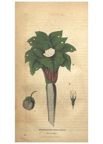 Reproducción/Reproduction 7166328181: The illustrated botany :. New York :J.K. Wellman,1846-1847.