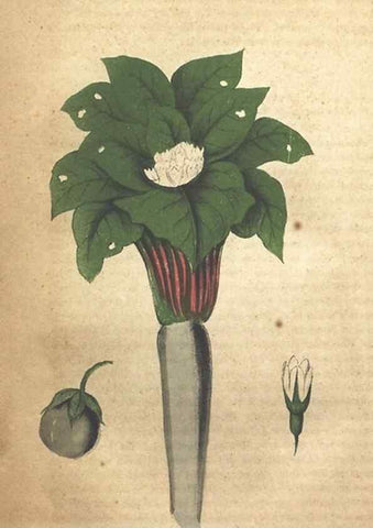 Reproducción/Reproduction 7166328181: The illustrated botany :. New York :J.K. Wellman,1846-1847.