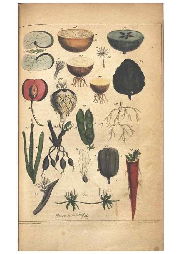 Reproducción/Reproduction 7351539370: The illustrated botany :. New York :J.K. Wellman,1846-1847.