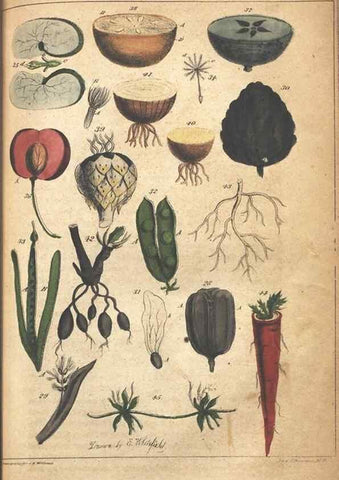 Reproducción/Reproduction 7351539370: The illustrated botany :. New York :J.K. Wellman,1846-1847.