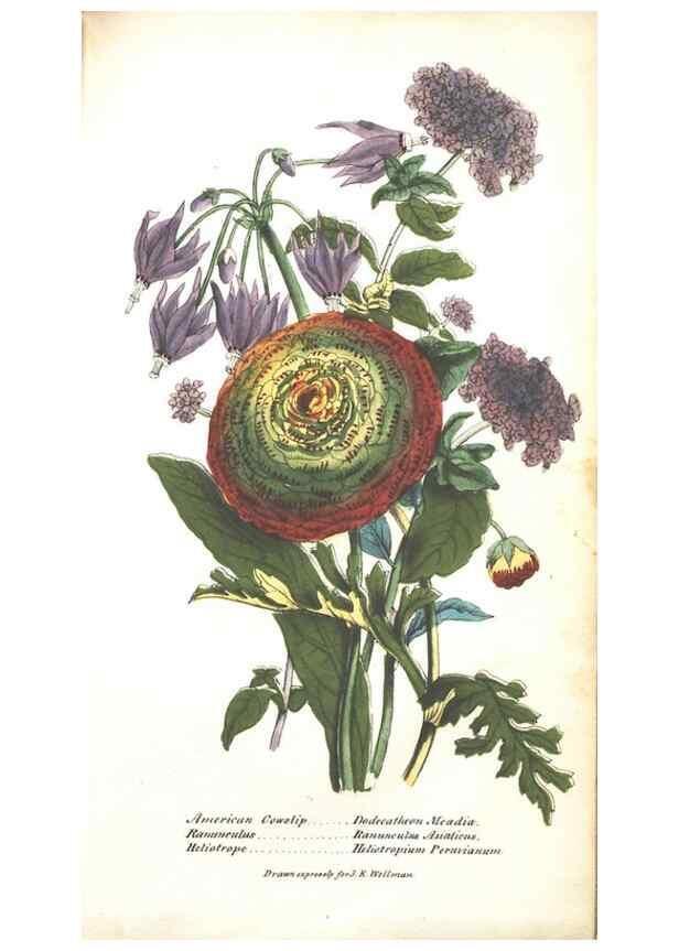 Reproducción/Reproduction 7351540278: The illustrated botany :. New York :J.K. Wellman,1846-1847.