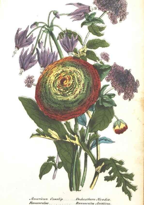 Reproducción/Reproduction 7351540278: The illustrated botany :. New York :J.K. Wellman,1846-1847.