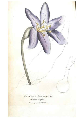Reproducción/Reproduction 7351540990: The illustrated botany :. New York :J.K. Wellman,1846-1847.