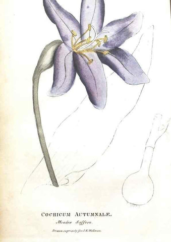 Reproducción/Reproduction 7351540990: The illustrated botany :. New York :J.K. Wellman,1846-1847.
