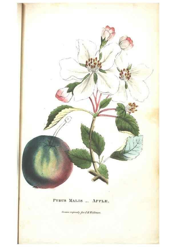 Reproducción/Reproduction 7166331895: The illustrated botany :. New York :J.K. Wellman,1846-1847.