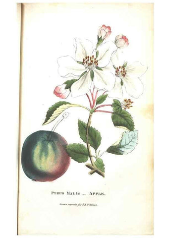 Reproducción/Reproduction 7166331895: The illustrated botany :. New York :J.K. Wellman,1846-1847.