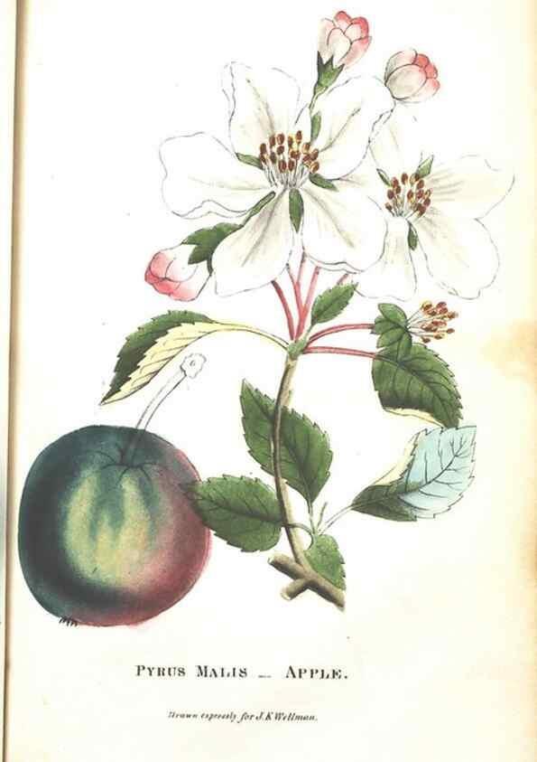 Reproducción/Reproduction 7166331895: The illustrated botany :. New York :J.K. Wellman,1846-1847.