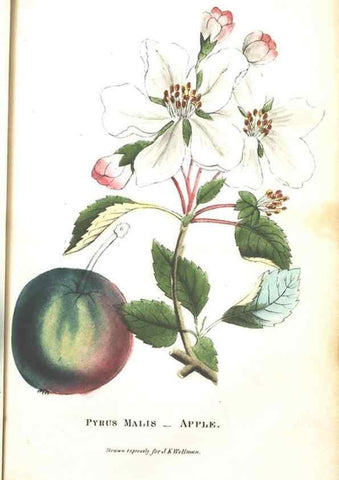 Reproducción/Reproduction 7166331895: The illustrated botany :. New York :J.K. Wellman,1846-1847.