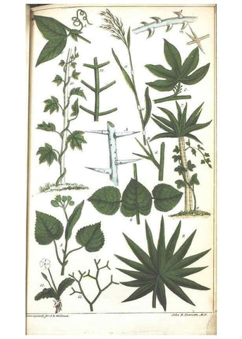Reproducción/Reproduction 7351542616: The illustrated botany :. New York :J.K. Wellman,1846-1847.