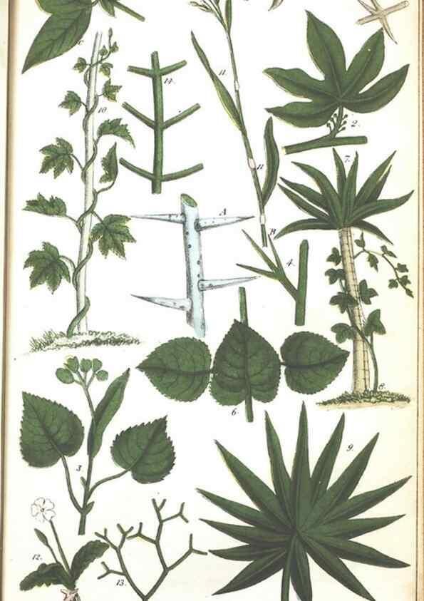 Reproducción/Reproduction 7351542616: The illustrated botany :. New York :J.K. Wellman,1846-1847.