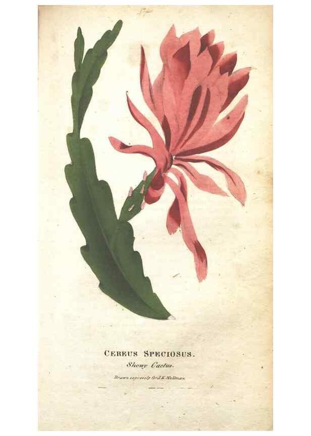 Reproducción/Reproduction 7166334119: The illustrated botany :. New York :J.K. Wellman,1846-1847.