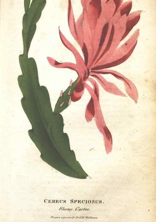 Reproducción/Reproduction 7166334119: The illustrated botany :. New York :J.K. Wellman,1846-1847.
