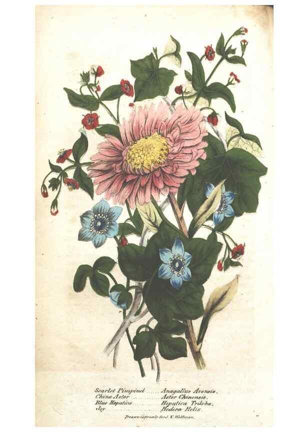 Reproducción/Reproduction 7166334913: The illustrated botany :. New York :J.K. Wellman,1846-1847.