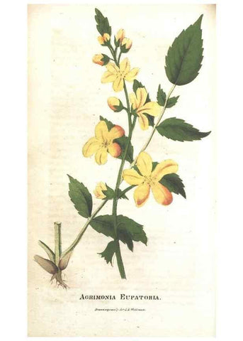 Reproducción/Reproduction 7351545532: The illustrated botany :. New York :J.K. Wellman,1846-1847.