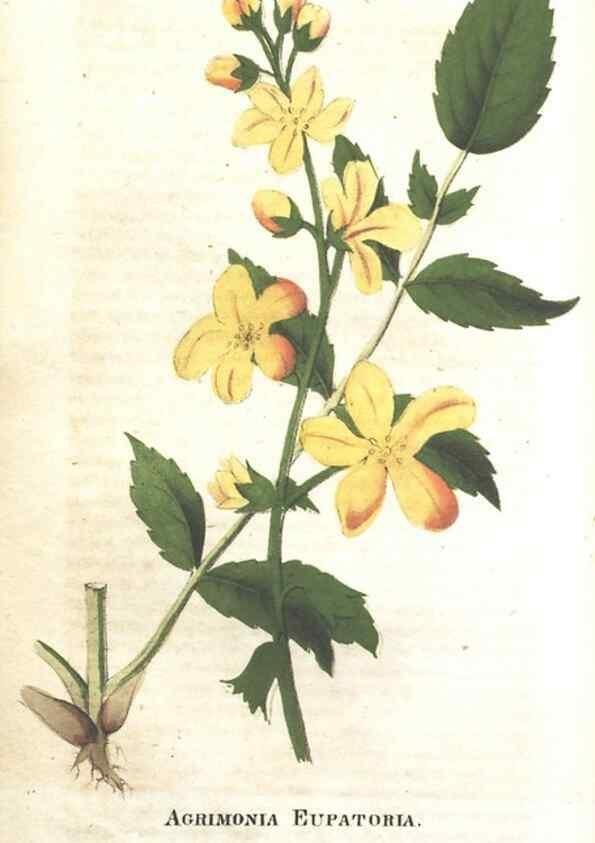 Reproducción/Reproduction 7351545532: The illustrated botany :. New York :J.K. Wellman,1846-1847.