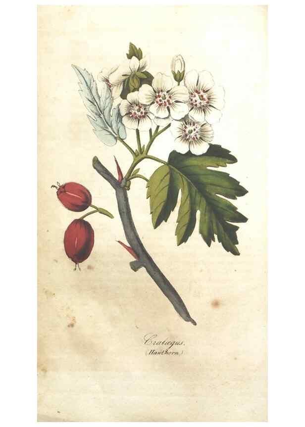 Reproducción/Reproduction 7351531768: The illustrated botany :. New York :J.K. Wellman,1846-1847.