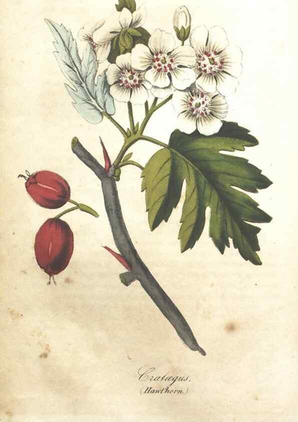 Reproducción/Reproduction 7351531768: The illustrated botany :. New York :J.K. Wellman,1846-1847.