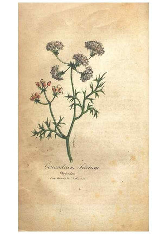 Reproducción/Reproduction 7351530918: The illustrated botany :. New York :J.K. Wellman,1846-1847.