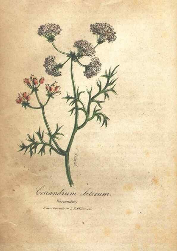 Reproducción/Reproduction 7351530918: The illustrated botany :. New York :J.K. Wellman,1846-1847.