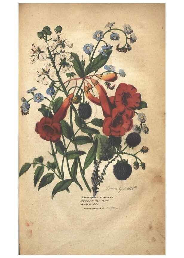 Reproducción/Reproduction 7166320437: The illustrated botany :. New York :J.K. Wellman,1846-1847.