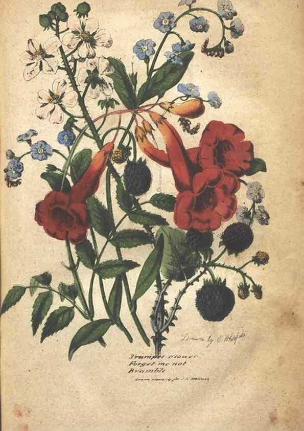 Reproducción/Reproduction 7166320437: The illustrated botany :. New York :J.K. Wellman,1846-1847.