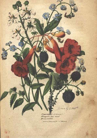 Reproducción/Reproduction 7166320437: The illustrated botany :. New York :J.K. Wellman,1846-1847.