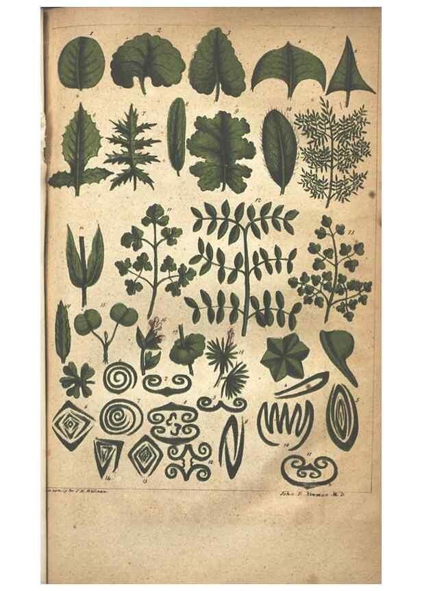Reproducción/Reproduction 7351529404: The illustrated botany :. New York :J.K. Wellman,1846-1847.