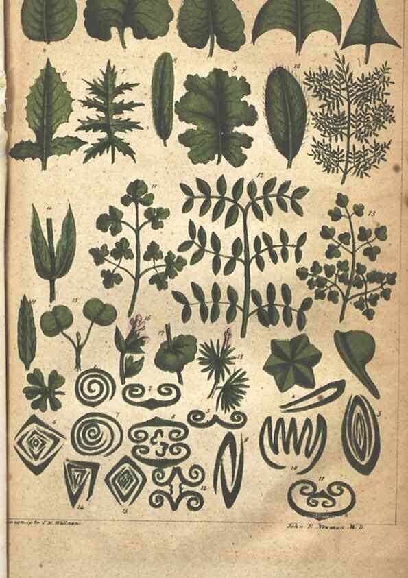 Reproducción/Reproduction 7351529404: The illustrated botany :. New York :J.K. Wellman,1846-1847.