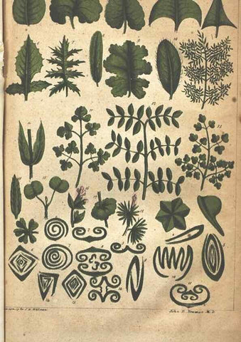 Reproducción/Reproduction 7351529404: The illustrated botany :. New York :J.K. Wellman,1846-1847.
