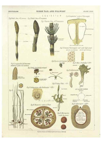 Reproducción/Reproduction 7166142055: The botanical atlas :. New York :The Century Co.,1883.