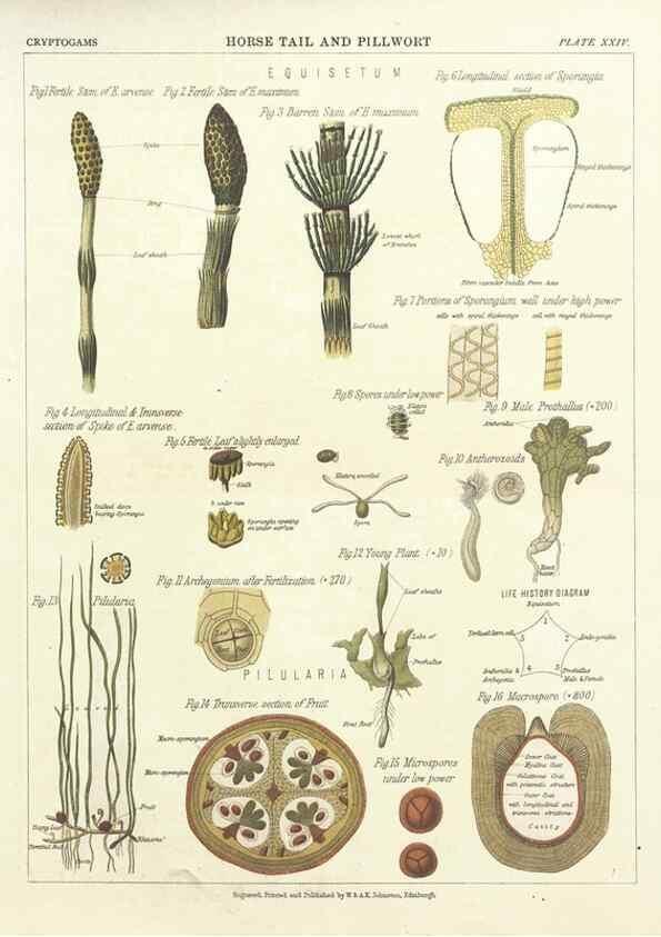 Reproducción/Reproduction 7166142055: The botanical atlas :. New York :The Century Co.,1883.
