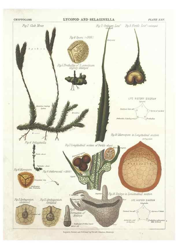 Reproducción/Reproduction 7166142705: The botanical atlas :. New York :The Century Co.,1883.