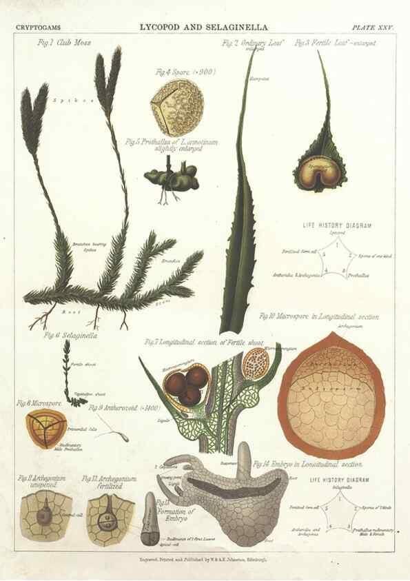 Reproducción/Reproduction 7166142705: The botanical atlas :. New York :The Century Co.,1883.