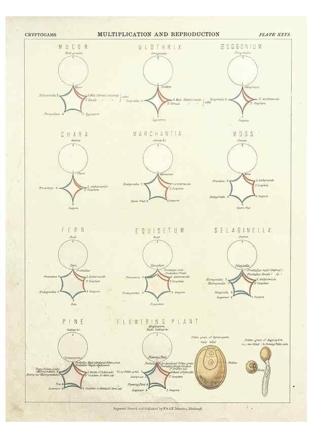 Reproducción/Reproduction 7351353374: The botanical atlas :. New York :The Century Co.,1883.