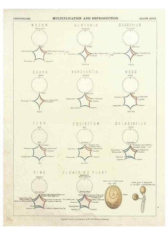 Reproducción/Reproduction 7351353374: The botanical atlas :. New York :The Century Co.,1883.