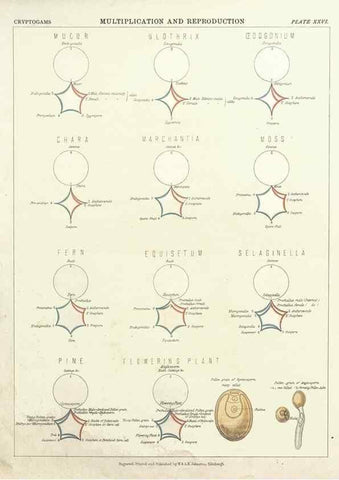 Reproducción/Reproduction 7351353374: The botanical atlas :. New York :The Century Co.,1883.