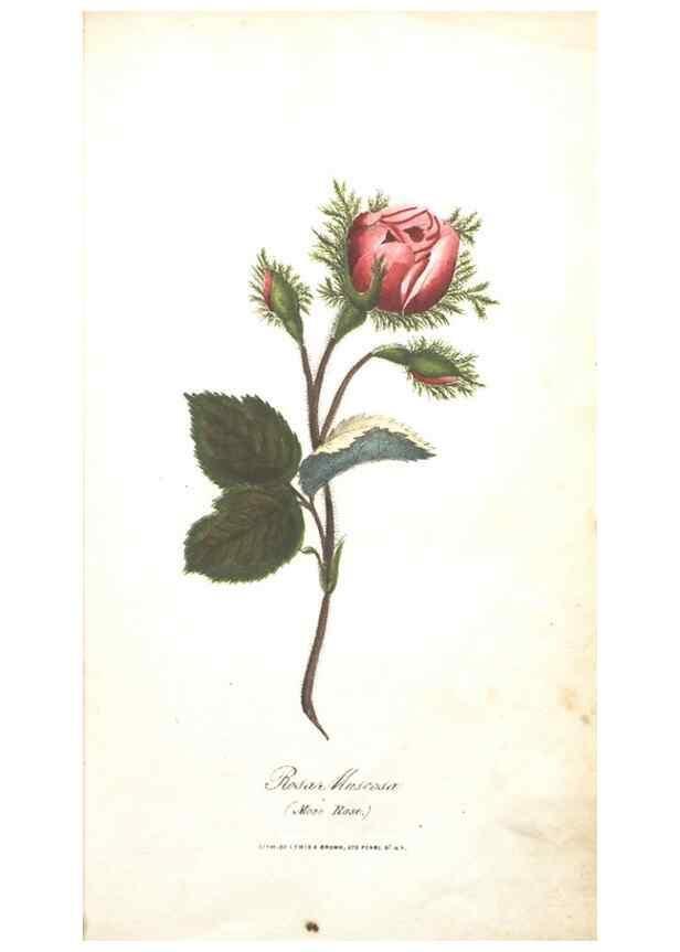 Reproducción/Reproduction 7351519674: The illustrated botany :. New York :J.K. Wellman,1846-1847.