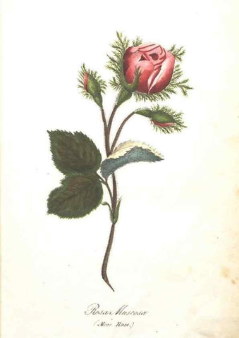 Reproducción/Reproduction 7351519674: The illustrated botany :. New York :J.K. Wellman,1846-1847.