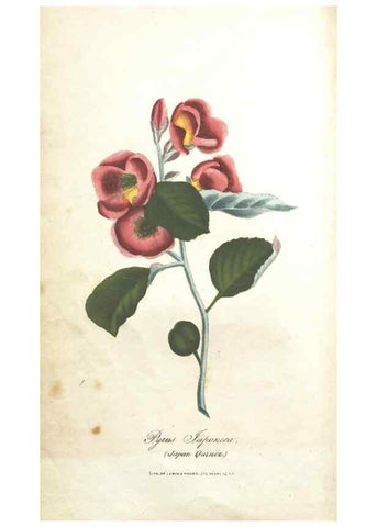 Reproducción/Reproduction 7351520414: The illustrated botany :. New York :J.K. Wellman,1846-1847.
