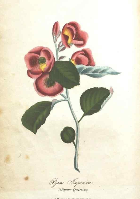 Reproducción/Reproduction 7351520414: The illustrated botany :. New York :J.K. Wellman,1846-1847.
