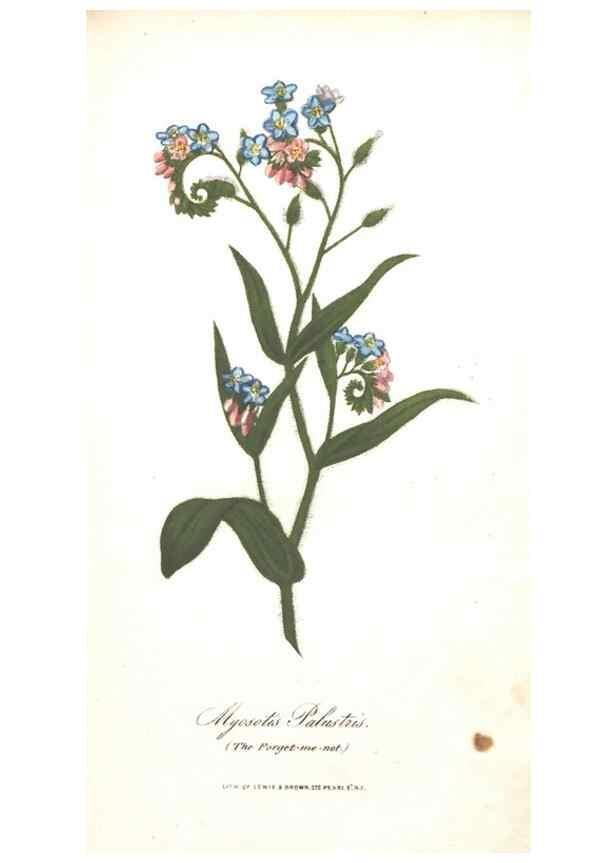 Reproducción/Reproduction 7166311439: The illustrated botany :. New York :J.K. Wellman,1846-1847.